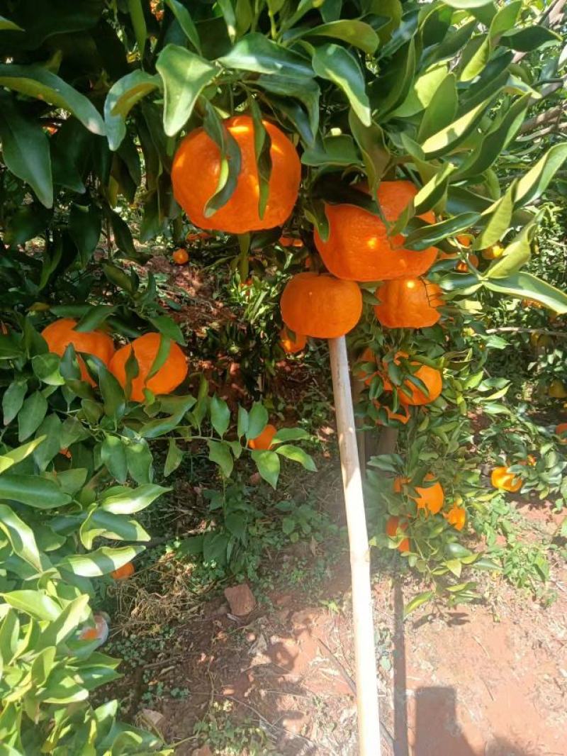 云南椪柑