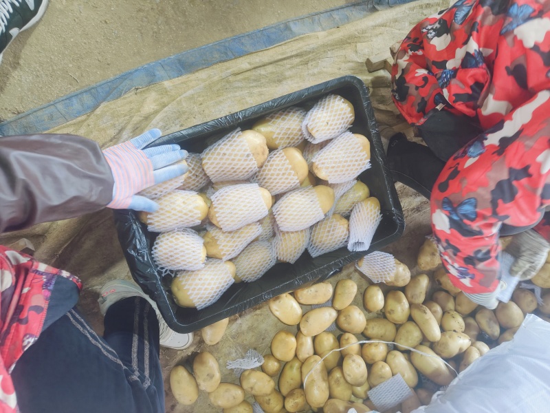 水洗滕州冷库箱子货，四两以上装箱上套，大量现货