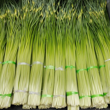 精品蒜薹云南蒜薹大量上市全国可发货欢迎各位老板咨询