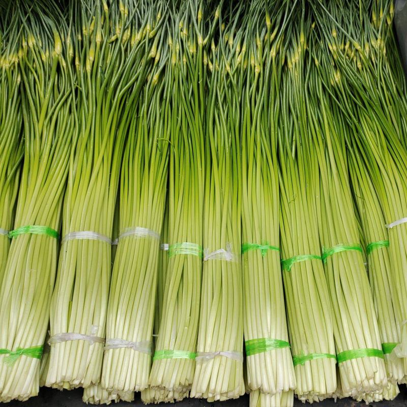 精品蒜薹云南蒜薹大量上市全国可发货欢迎各位老板咨询