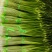 精品蒜薹云南蒜薹大量上市全国可发货欢迎各位老板咨询
