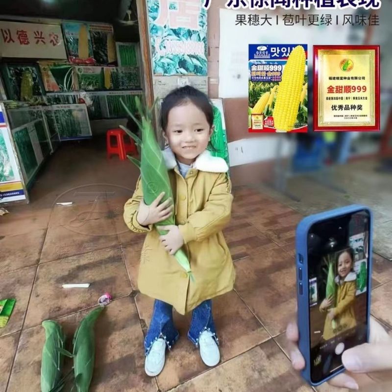 晓富金甜顺999水果玉米种子脆甜多汁生吃水果玉米种籽黄色
