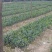 一年生嫁接油茶苗