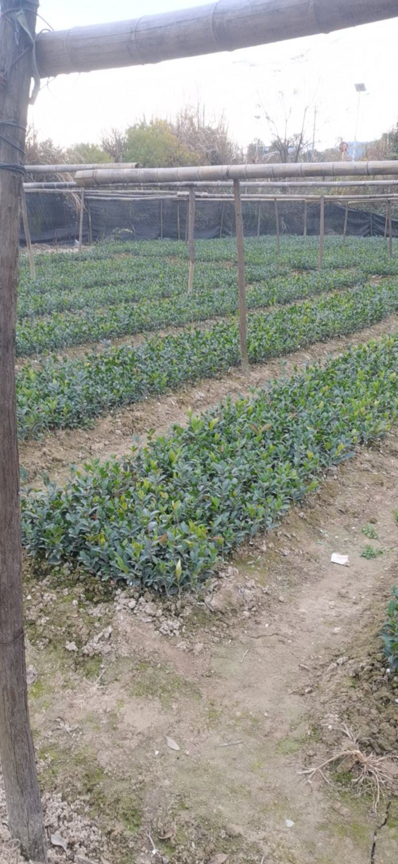 一年生嫁接油茶苗