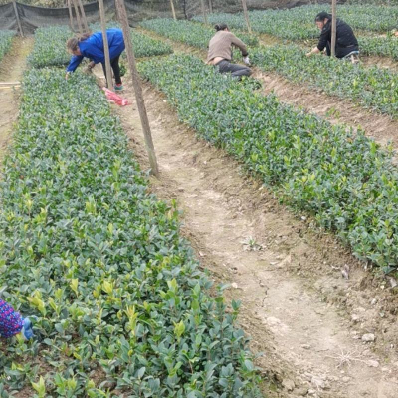 一年生嫁接油茶苗