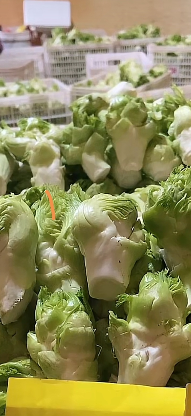 早儿菜