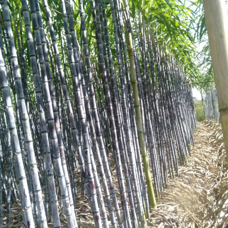 黑皮甘蔗想采购的联系我。
