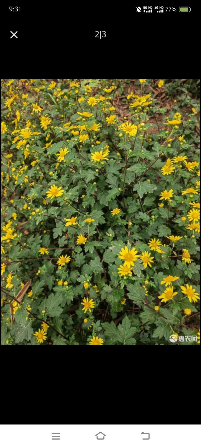 干菊花，农村野菊花