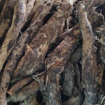 野生葛根