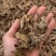 芽庄虫漏-无中间商赚差价