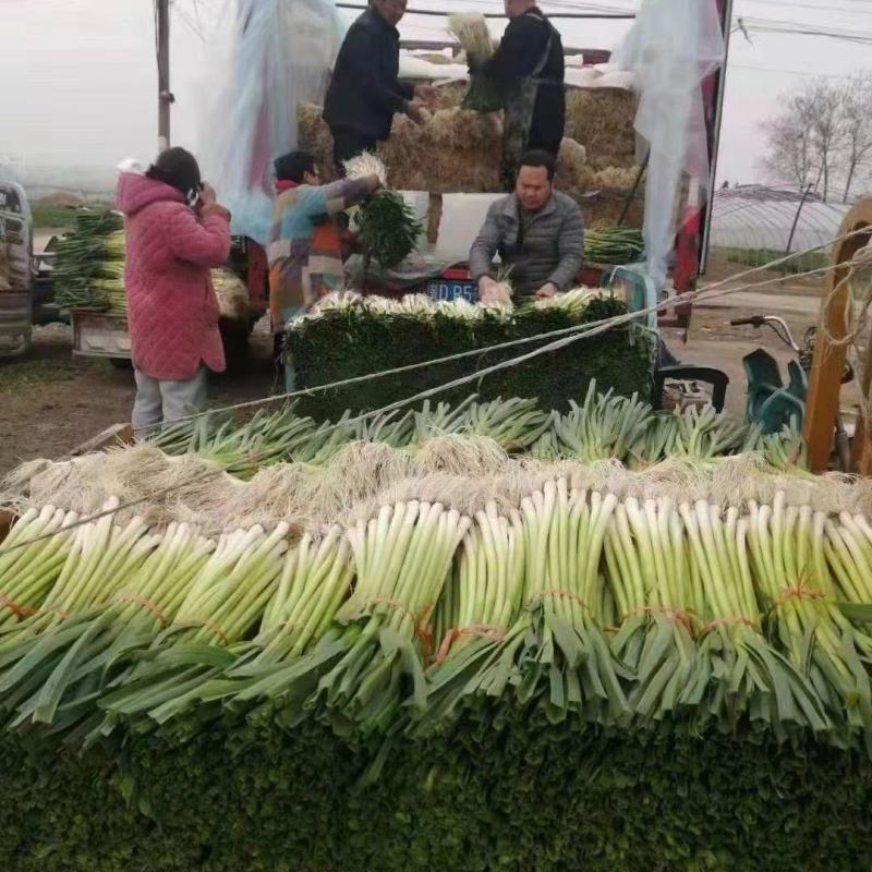 河北邯郸白根蒜苗大量有货，欢迎咨询，实地看货，洽谈合作
