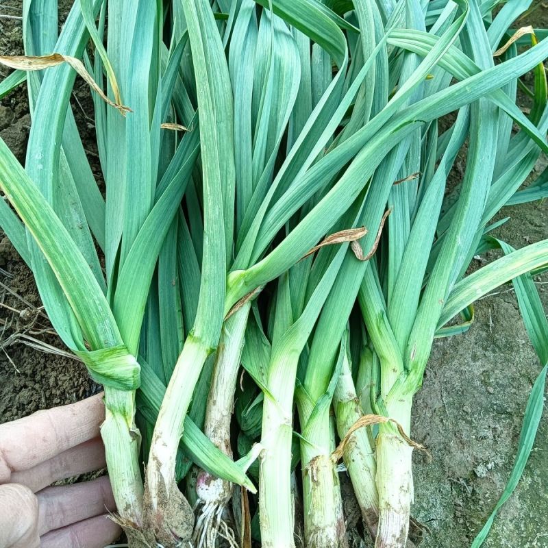 河北邯郸白根蒜苗大量有货，欢迎咨询，实地看货，洽谈合作
