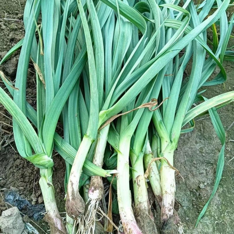 河北邯郸白根蒜苗大量有货，欢迎咨询，实地看货，洽谈合作