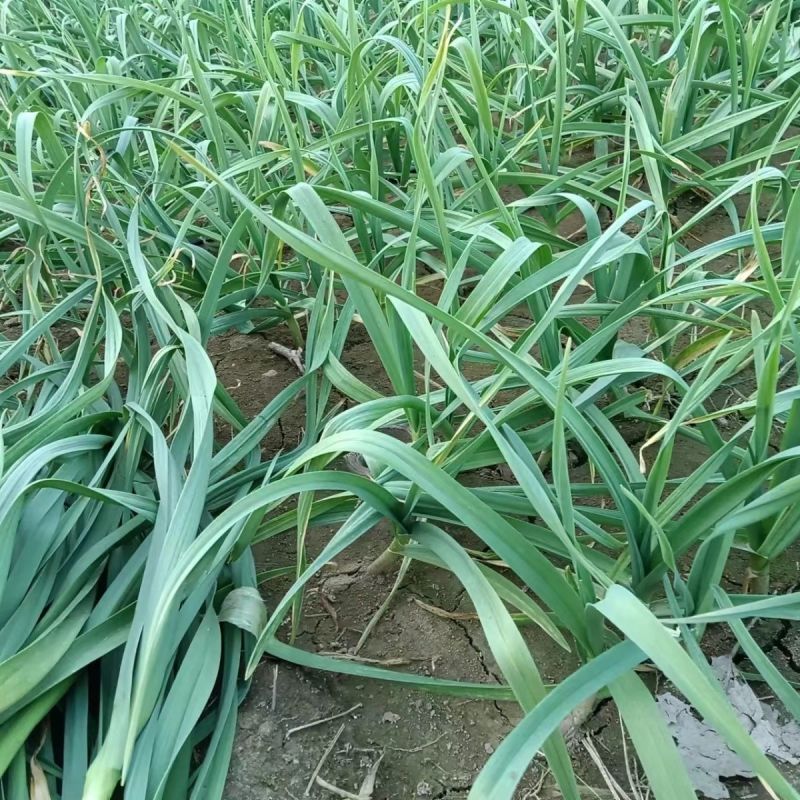 河北邯郸白根蒜苗大量有货，欢迎咨询，实地看货，洽谈合作