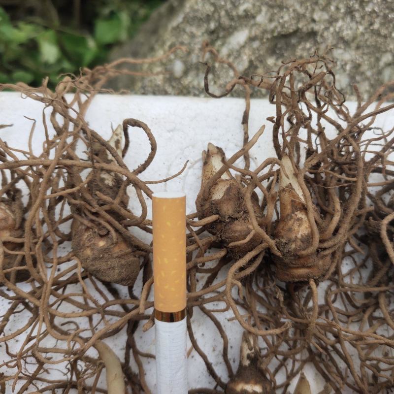 野生重楼七叶一枝花苗3-5年名贵药材经济效益高