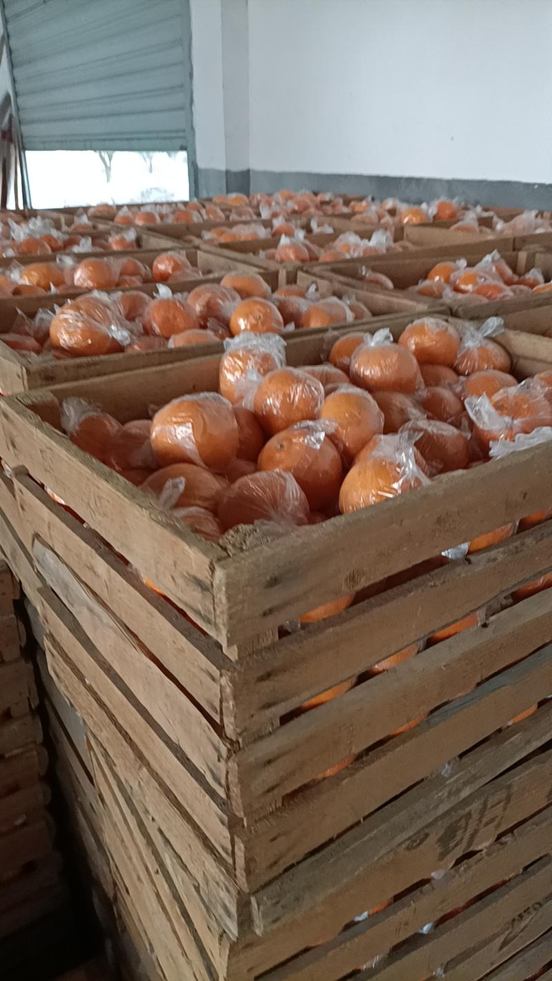 衢州常山椪柑芦柑，品质优良，货源充，碰柑胡柚代办，调