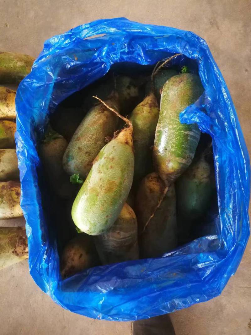 箱装精萝卜一手货源量大从优欢迎咨询