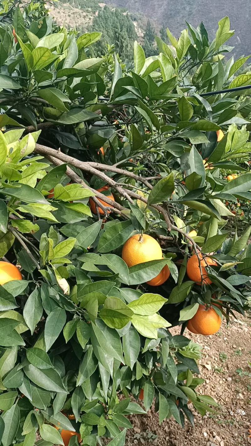 纽荷尔橙子