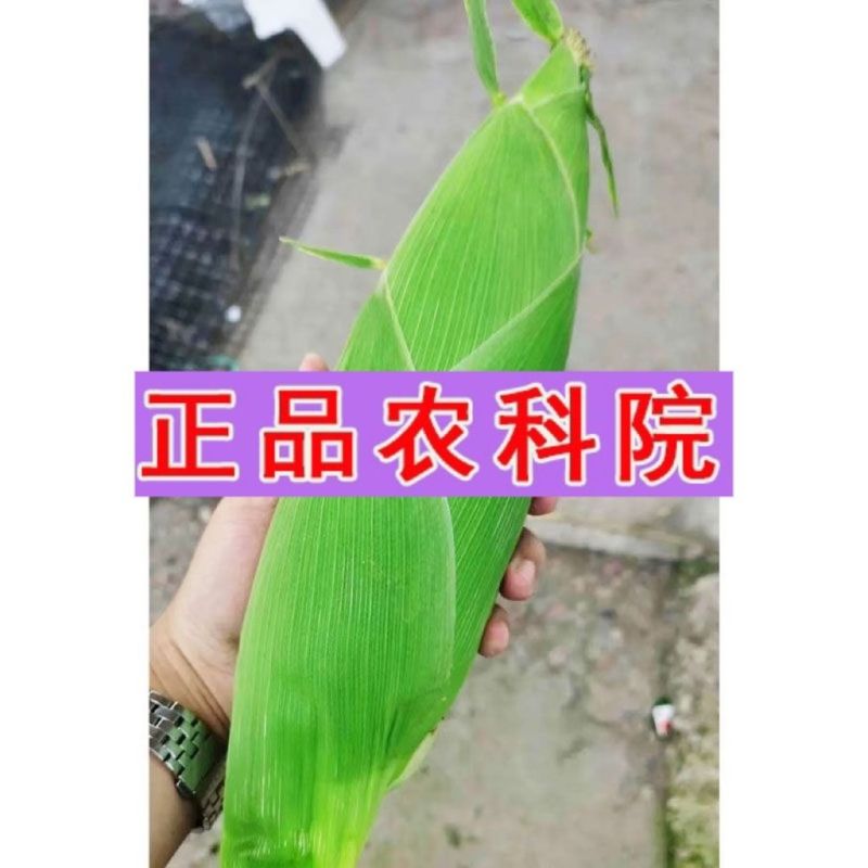 国审澳甜糯玉米种子大棒甜加糯玉米正品鲜食白糯玉米种籽非转