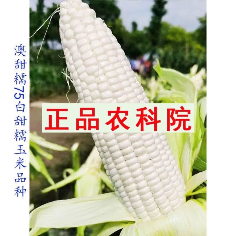 国审澳甜糯玉米种子大棒甜加糯玉米正品鲜食白糯玉米种籽非转