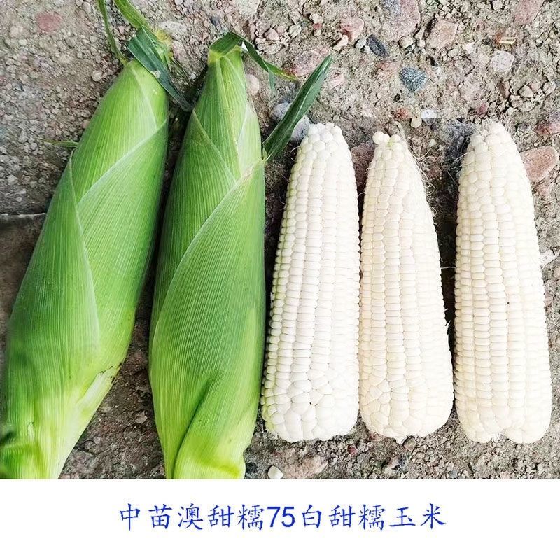 国审澳甜糯玉米种子大棒甜加糯玉米正品鲜食白糯玉米种籽非转