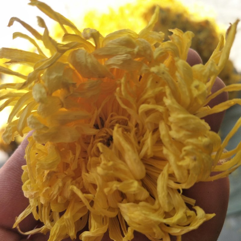 各种金丝黄菊精品，各类菊花，金丝黄菊