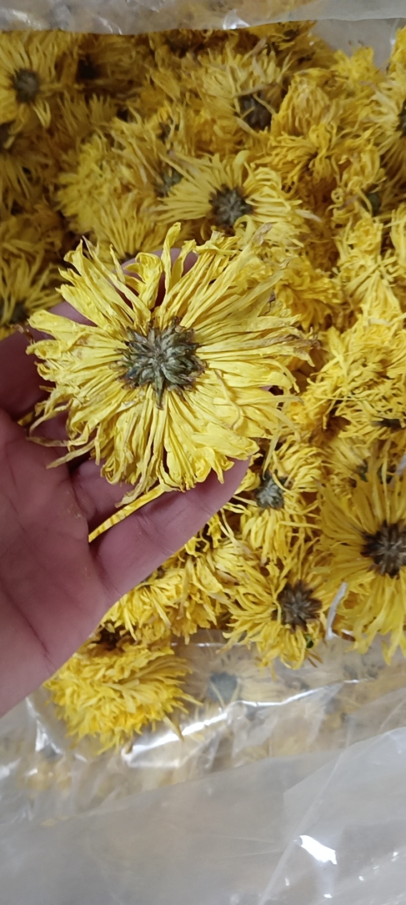 各种金丝黄菊精品，各类菊花，金丝黄菊