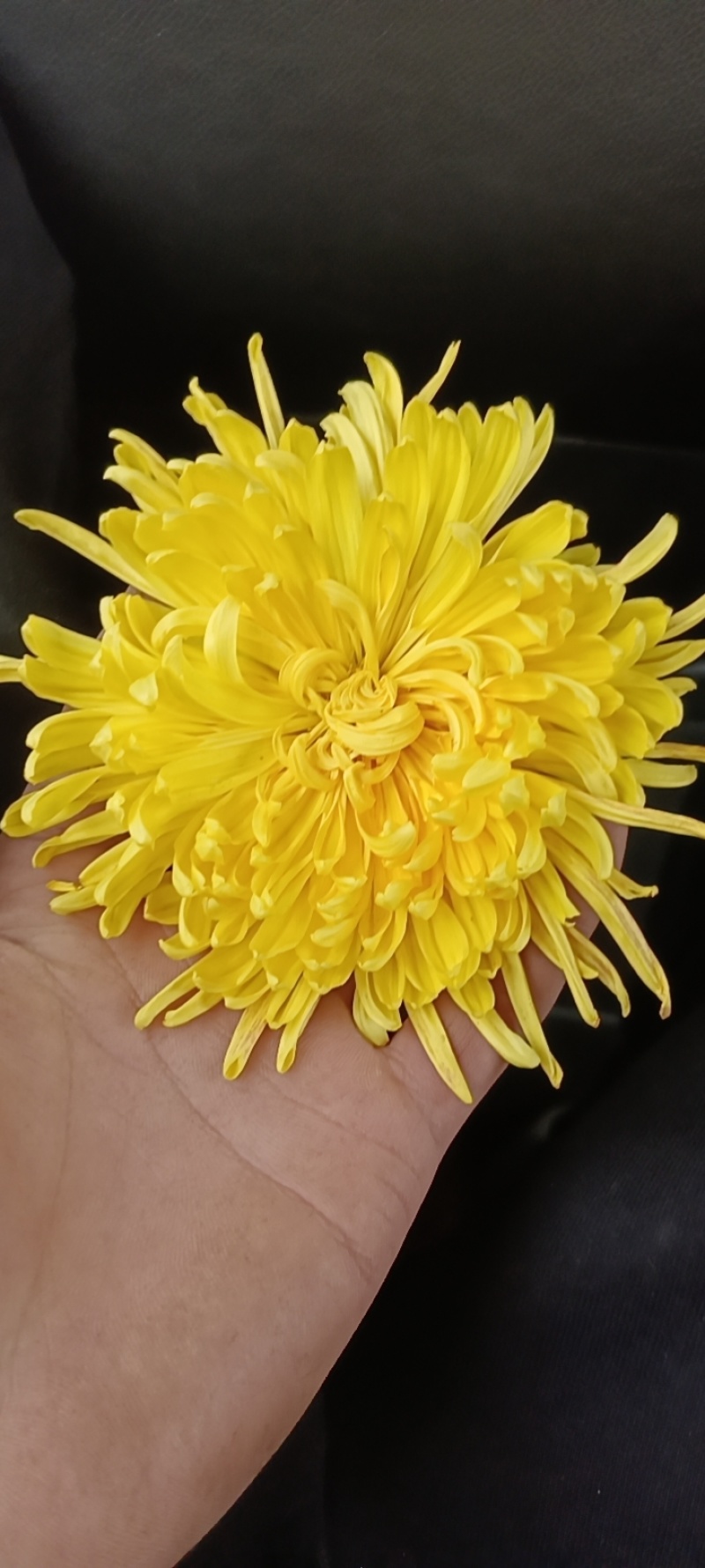各种金丝黄菊精品，各类菊花，金丝黄菊