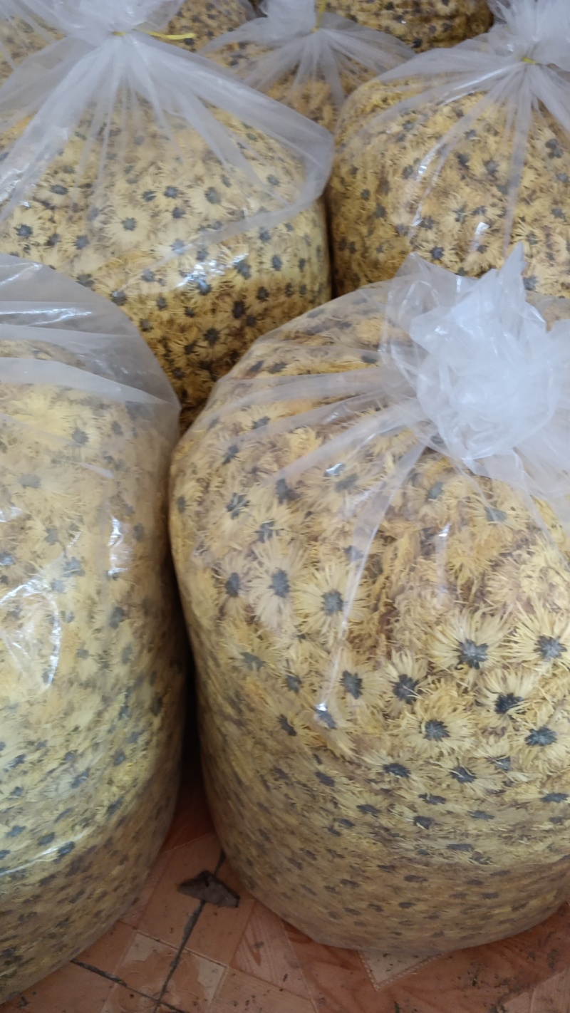 各种金丝黄菊精品，各类菊花，金丝黄菊