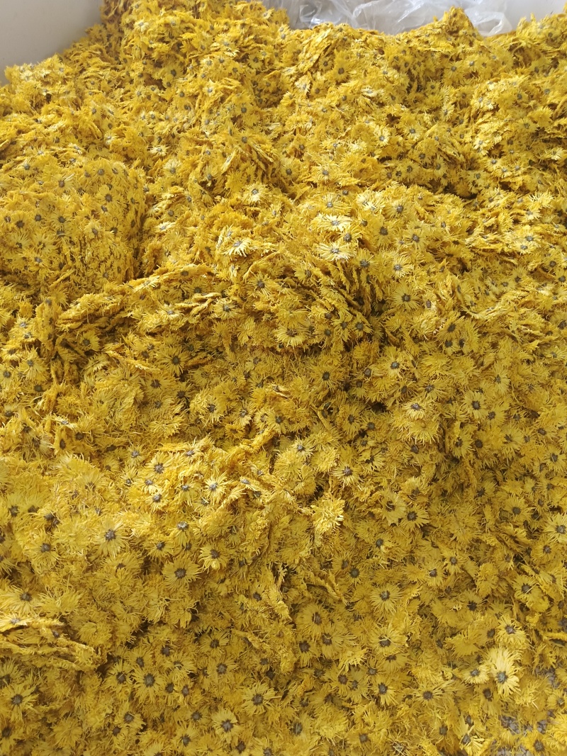 各种金丝黄菊精品，各类菊花，金丝黄菊