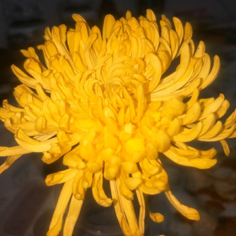 各种金丝黄菊精品，各类菊花，金丝黄菊