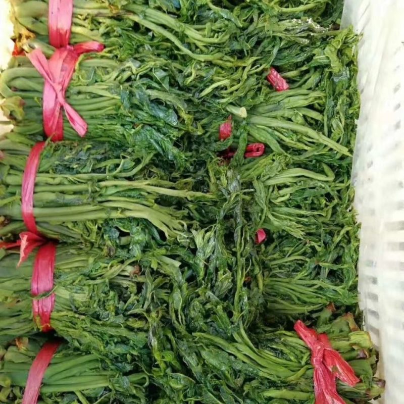 2024年香椿芽咸菜，美味可口，