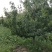 山东省烟台莱州市有小房子种植养殖山地土地