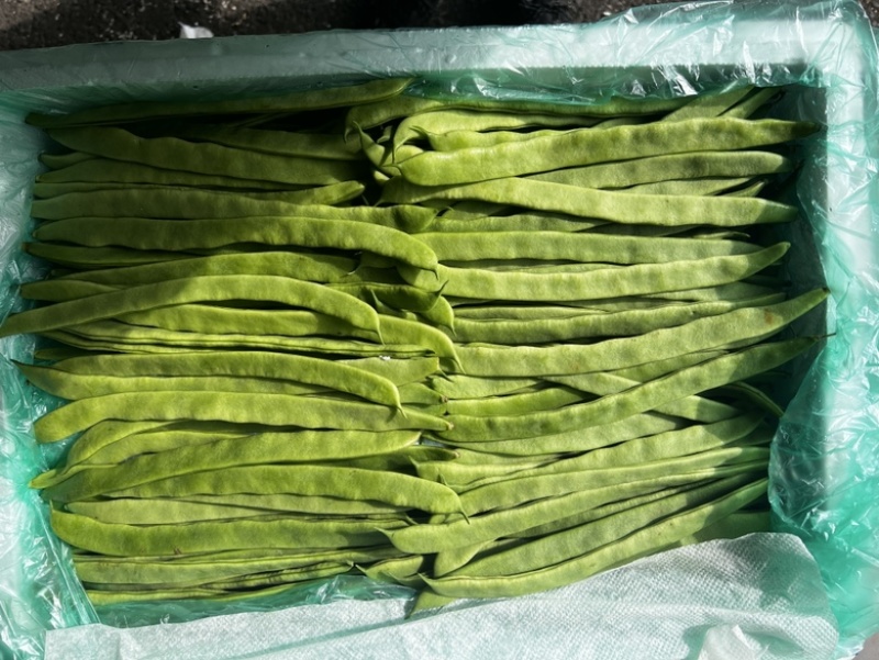 昆明芸豆