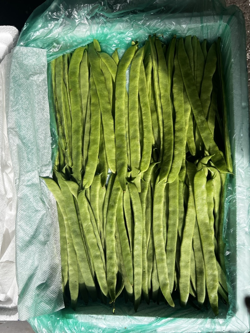 昆明芸豆