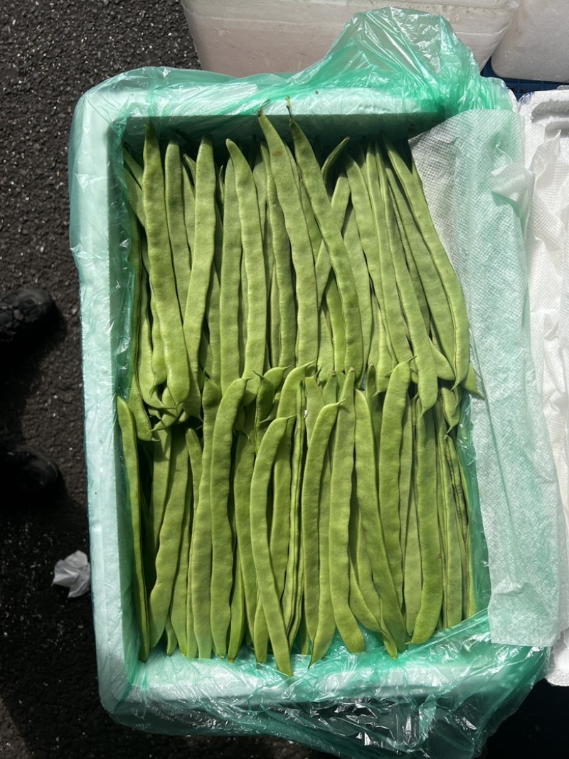 昆明芸豆