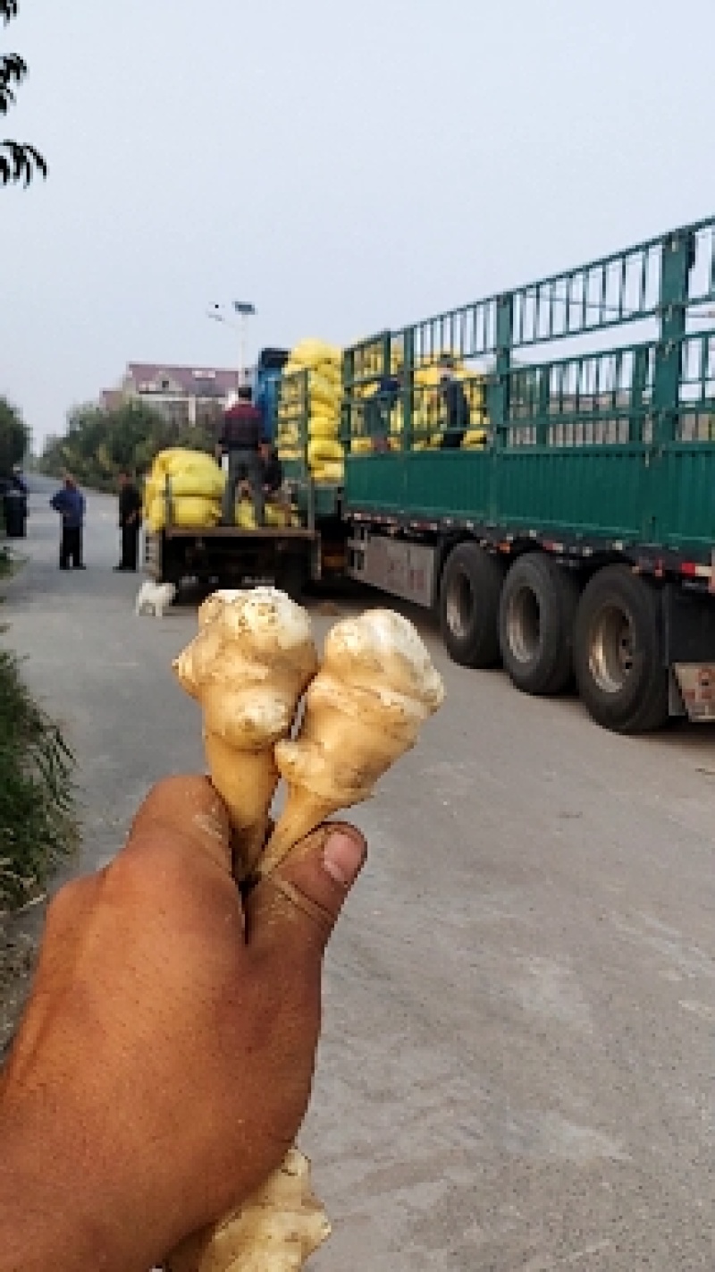 独头洋姜种球适应性强，耐盐碱，亩产高