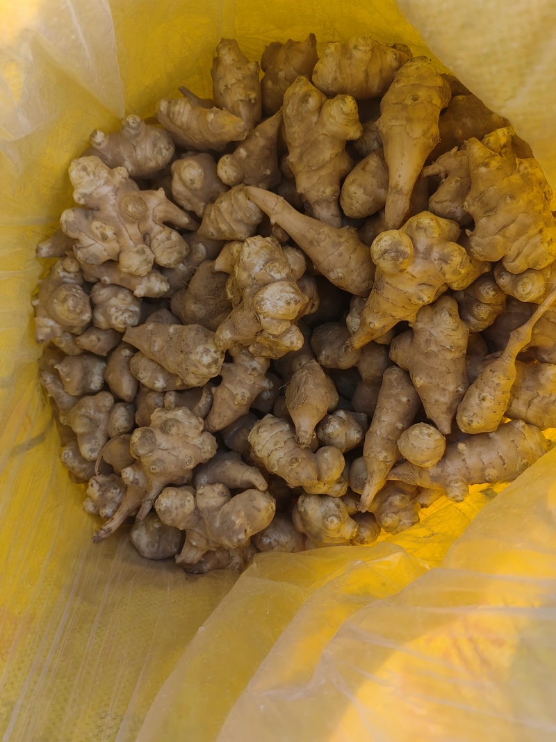 独头洋姜种球适应性强，耐盐碱，亩产高