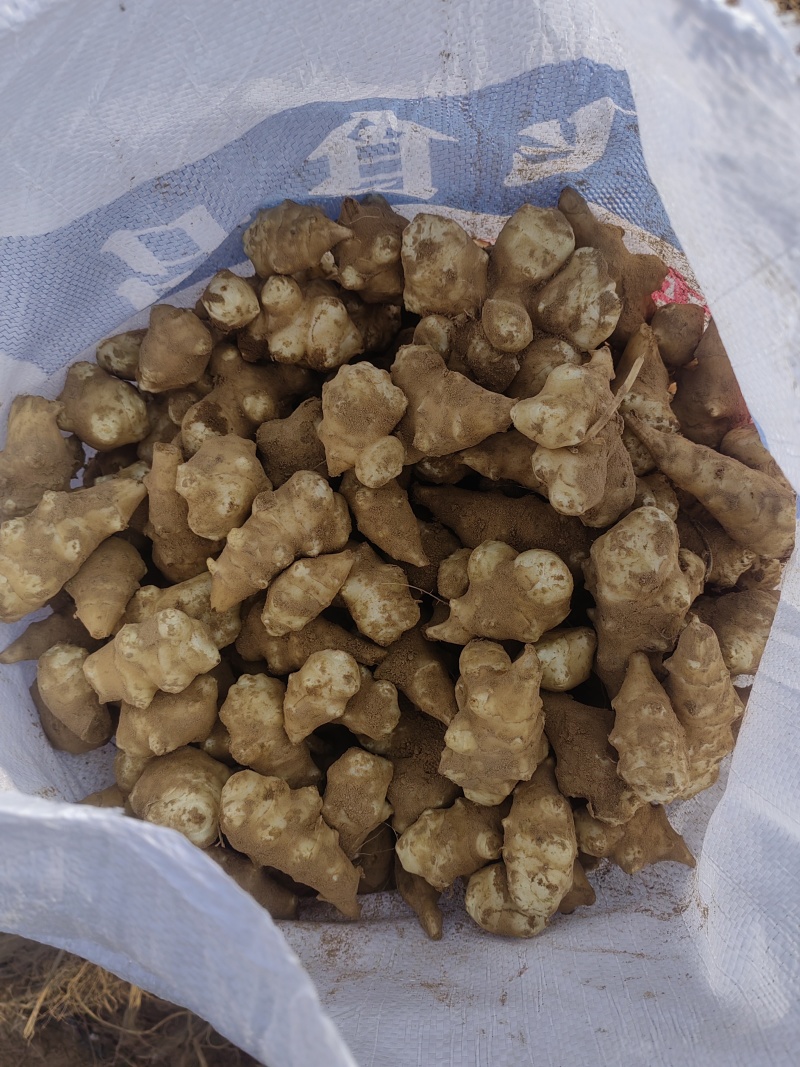 独头洋姜种球适应性强，耐盐碱，亩产高