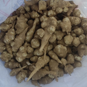 独头洋姜种球适应性强，耐盐碱，亩产高
