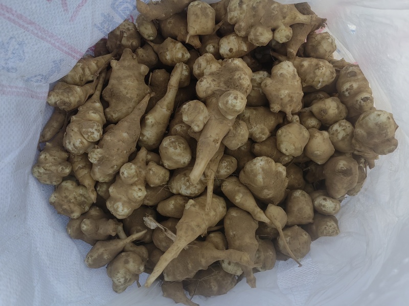 独头洋姜种球适应性强，耐盐碱，亩产高