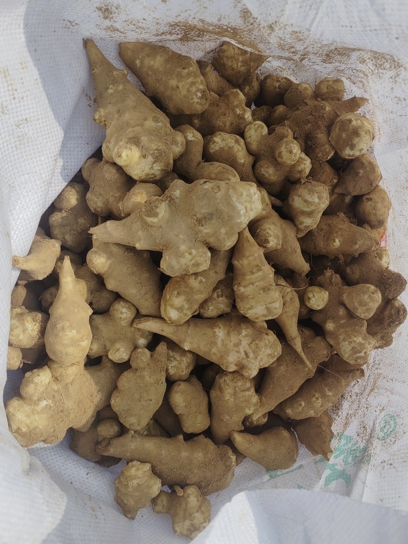 独头洋姜种球适应性强，耐盐碱，亩产高