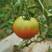 草莓番茄种子，早熟正圆，番茄味浓，抗病性强