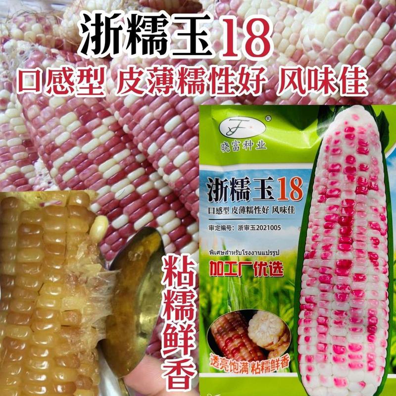 晓富浙糯玉18号玉米种子皮薄糯性好口感型花糯玉米种子香糯
