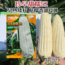 晓富珍早甜糯52玉米种子矮杆早熟粘糯香甜鲜食玉米种籽大棒