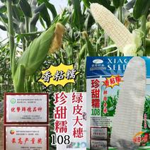 晓富珍甜糯108甜糯玉米种子特大棒基地主打产品耐热高产鲜