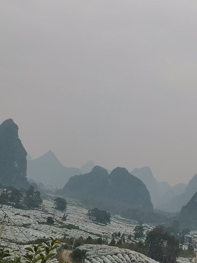 永福沙糖橘大量上市，可视频看货果园看果，可收百家果！