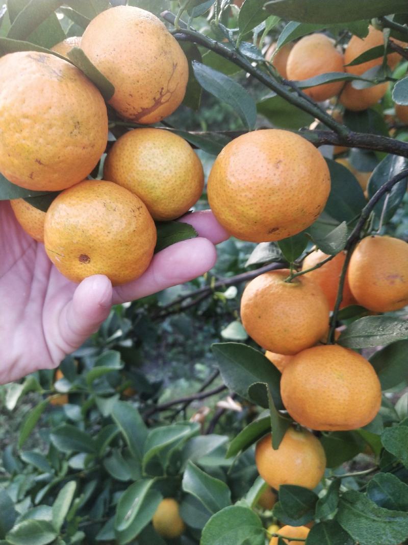 砂糖橘沃柑大量上市