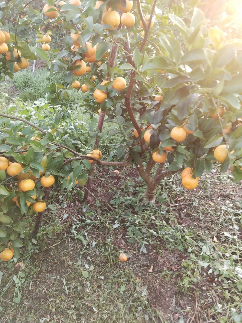 砂糖橘沃柑大量上市