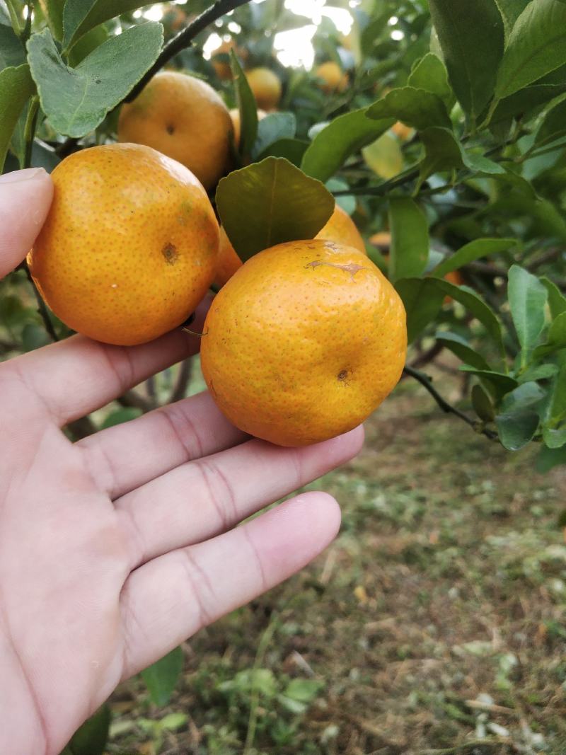 砂糖橘沃柑大量上市